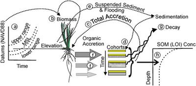 An assessment of future tidal marsh resilience in the San Francisco Estuary through modeling and quantifiable metrics of sustainability
